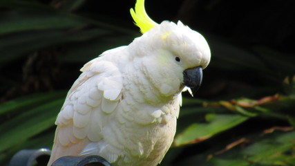 close up of a white cockatoo