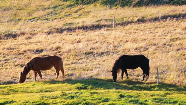 Two brown Icelandic horses grazing on hay grass in autumn on farm field in Laugarvatn, Iceland during sunset or sunrise on sunny day with fence