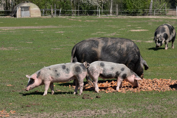 Bioschweine Bunte Bentheimer