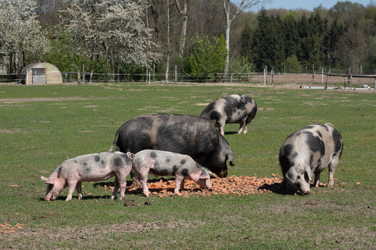 Bioschweine Bunte Bentheimer
