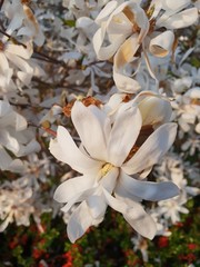 Magnolia Stellata or Royal star with big white flowers during springtime in a garden