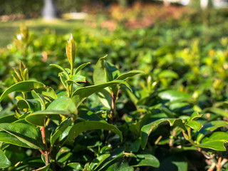 the spring begins the plants grow