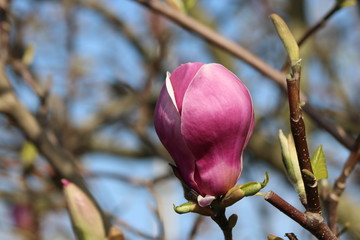 Fototapeta premium Pink and purple blossom of the magnolia tree in a garden in Nieuwerkerk aan den IJssel in the Netherlands