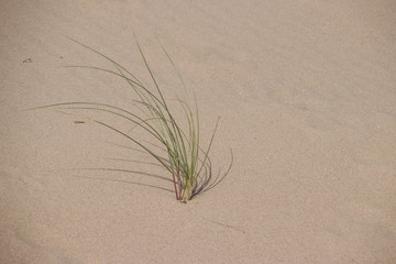 Marram grass in the dunes at the beach of Monster at the North Sea in the Netherlands