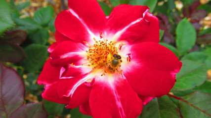 Red Roses in Australia