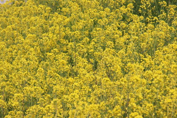 yellow flowers of rapeseed weed along the side of dikes in the Netherlands