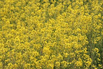 yellow flowers of rapeseed weed along the side of dikes in the Netherlands