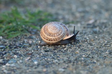 Slow Pace