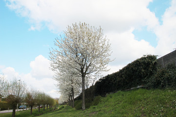 Row of prunus trees with white blossom at a sound wall in Nieuwerkerk aan den IJssel