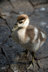 Duckling in sunshine