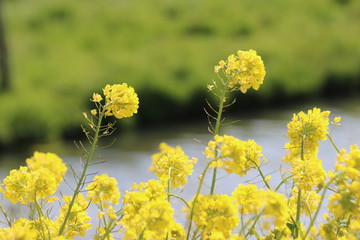 Obraz premium yellow flowers of rapeseed weed along the side of dikes in the Netherlands
