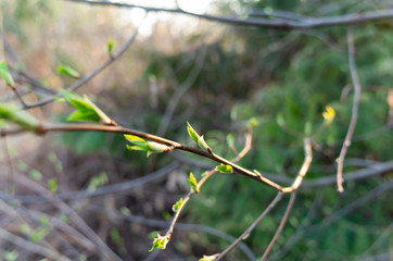 Branch with young green leaves. Tree branch