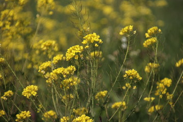 yellow flowers of rapeseed weed along the side of dikes in the Netherlands