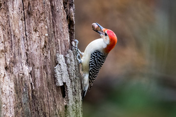 Red-bellied Woodpecker With Acorn