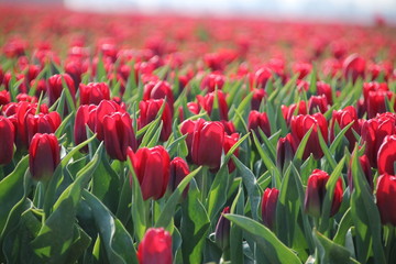 Fields with rows of red tulips in springtime for agriculture of flowerbulb on island Goeree-Overflakkee in the Netherlands