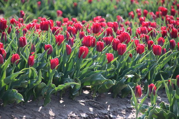 Fields with rows of red tulips in springtime for agriculture of flowerbulb on island Goeree-Overflakkee in the Netherlands