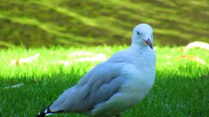 white seagull in the park
