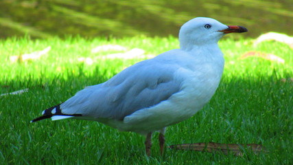 white seagull in the park