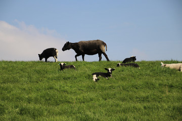 Obraz premium Sheep and lambs on a dike in the sun at the island Goeree Overflakkee in the Netherlands
