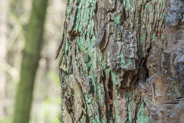 kora drzewa struktura