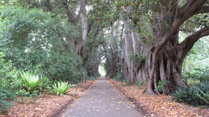 main path, adelaide botanic garden, australia