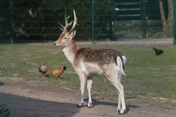 Naklejka na ściany i meble Stag deer with antlers on a public children farm in nieuwerkerk aan den IJssel in the Netherlands