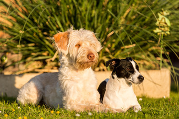 Hunde Tierfreundschaft Mischlingshündin und Jack Russel Terrier schauen gemeinsam in die gleiche Richtung