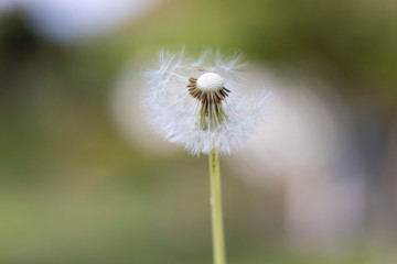 dandelion with flying seeds, natural Background