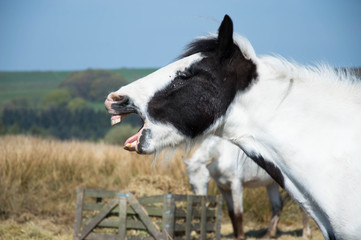Black and white horse baying with mouth open
