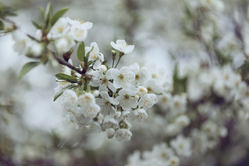 Flowers of the cherry blossoms on a spring day
