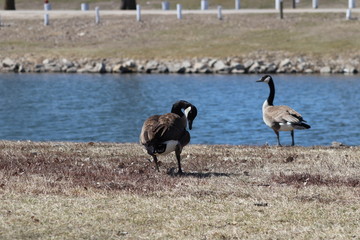 canadian geese on lake