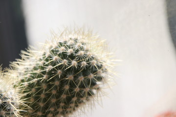 Trichocereus pasacana cactus plant with prickles at home