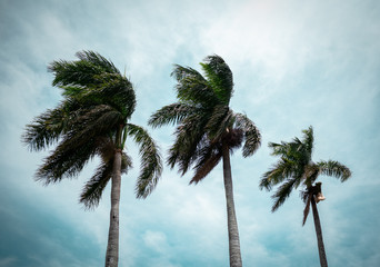 The palm trees