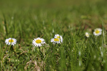 Chamomile flowers in the green grass. White daisies on sunny meadow, spring season background