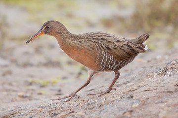 Ridgway's Rail (Rallus obsoletus)