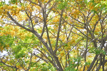 Leaves and branches