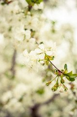 flowers of cherry tree