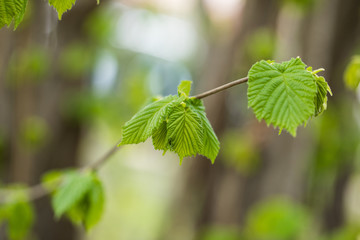 Spring fresh new green leaves glowing in sunlight