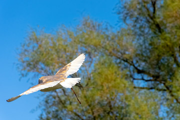 Flying common barn owl  (Tyto alba)