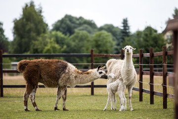 Lama © Ines Hasenau