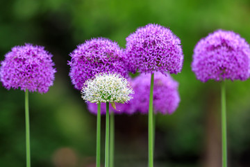 Allium