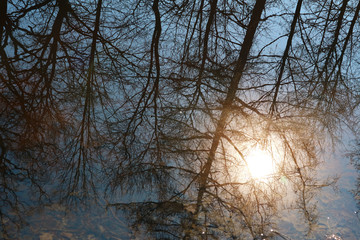 Reflection of trees in water and bright sun as background.