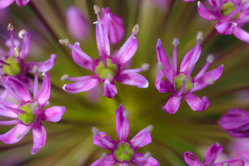 Fototapeta na wymiar Allium