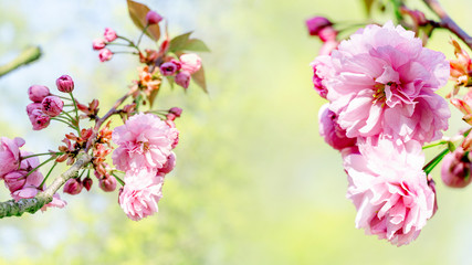 Fototapeta na wymiar cherry blossom beauty in spring.