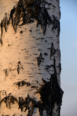 birch against the sky