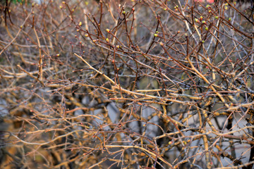 branches of a tree