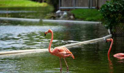 Beautiful Flamingos Standing in the Water pond of a Lion Country Safari, Florida. Pink Flamingos in the Park.