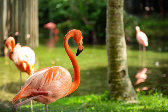 Portrait  of a Flamingo. Beautiful Flamingo on a Natural Background.