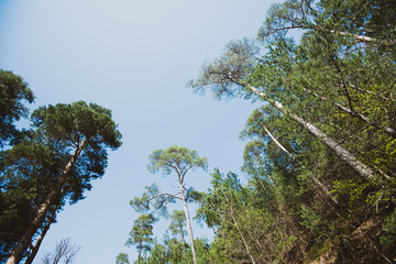 Low angle view from below at the pines canopies against blue sky in forest - concept of largess and quietness  