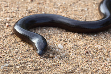 Bibron's Blindschleiche / Bibron's blind snake / Typhlops bibronii